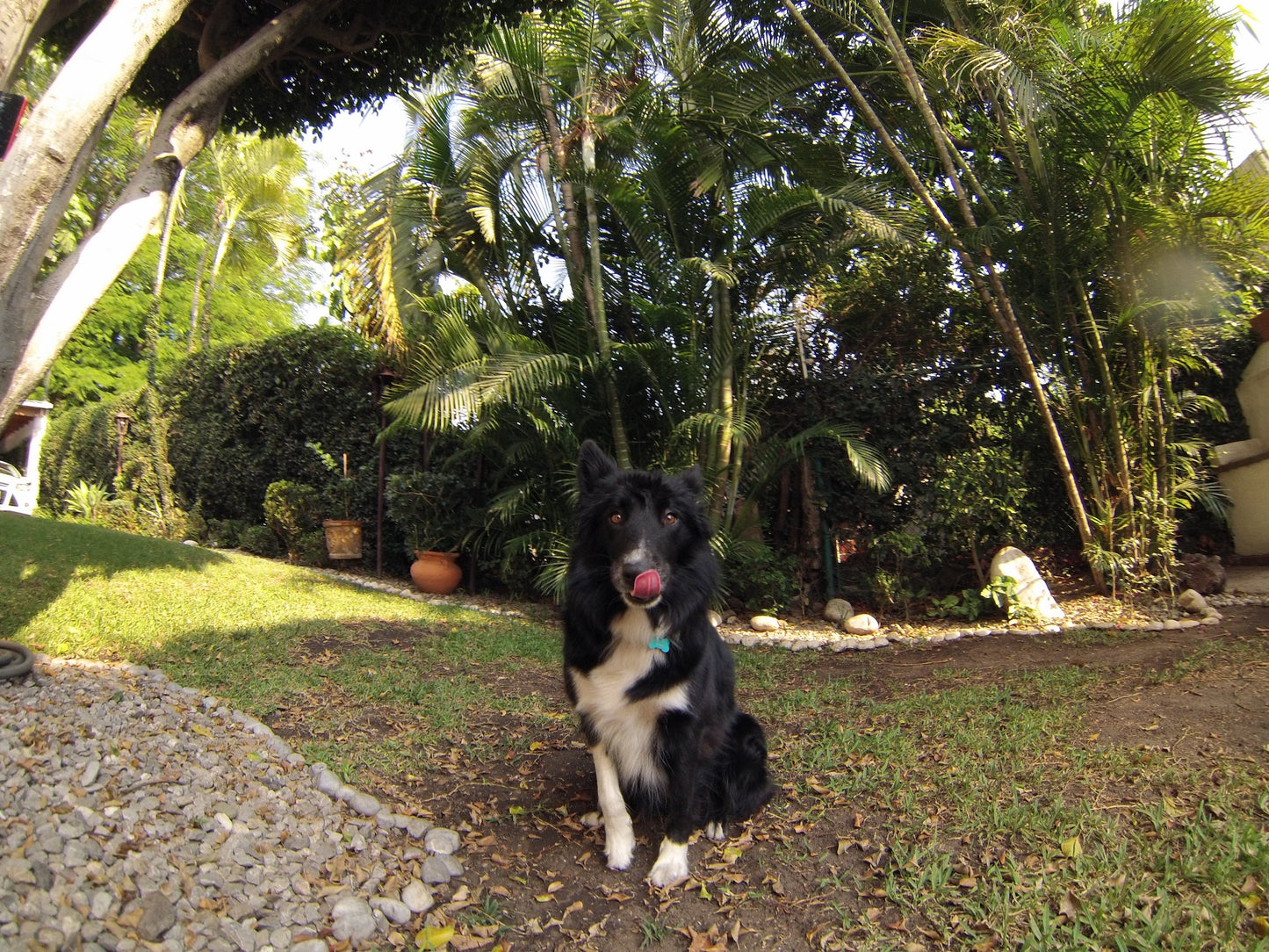 Border Collie